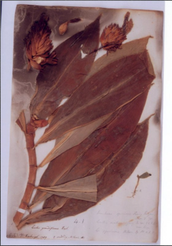 Botanical Specimens, before conservation Botanical Specimens, before conservation